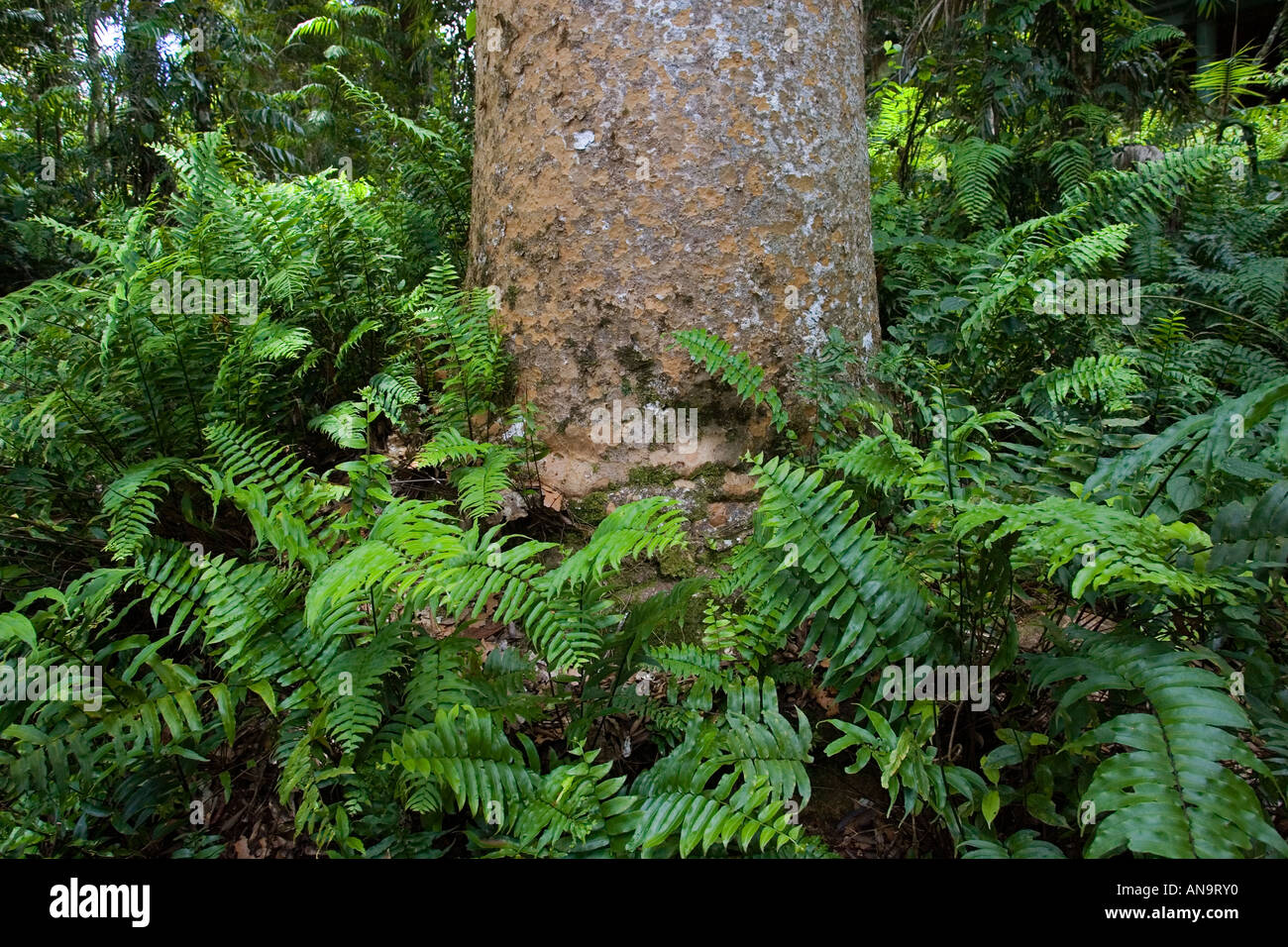 Fishbone felci cresce a base di Kauri Pino Barron Gorge National Park Queensland Australia Foto Stock