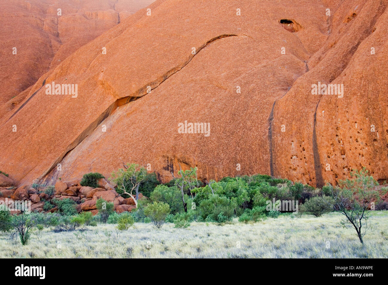 Alberi alla base di Ayers Rock Uluru rosso centro Australia Foto Stock