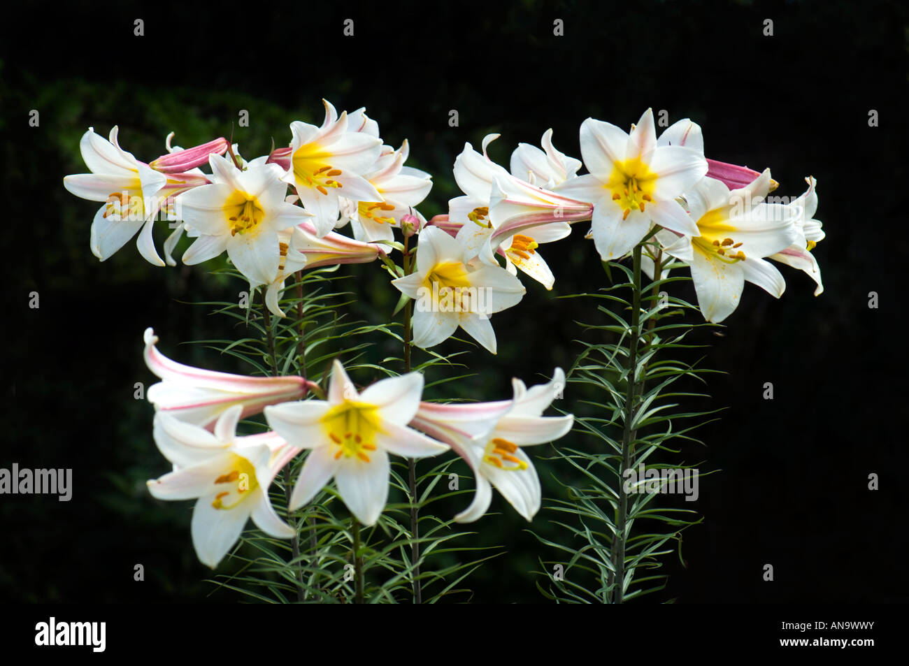 Liliacee lilium regale wils regal giglio Lilium regale Album Bianco giglio regale rosa rosso scuro bianco su sfondo nero Foto Stock