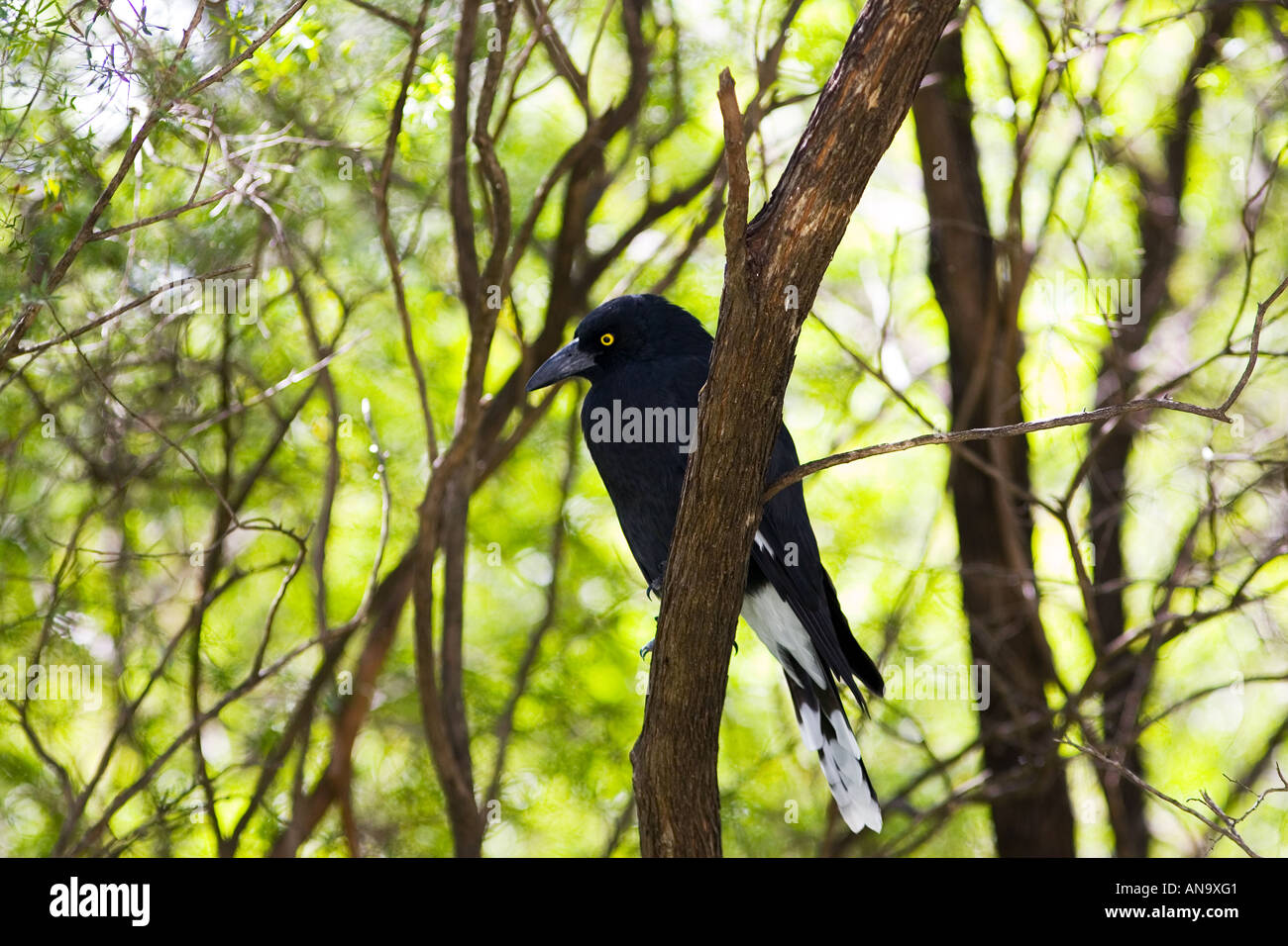 Pied Curraway bird Gazza famiglia nel Parco Nazionale Blue Mountains in Australia Foto Stock