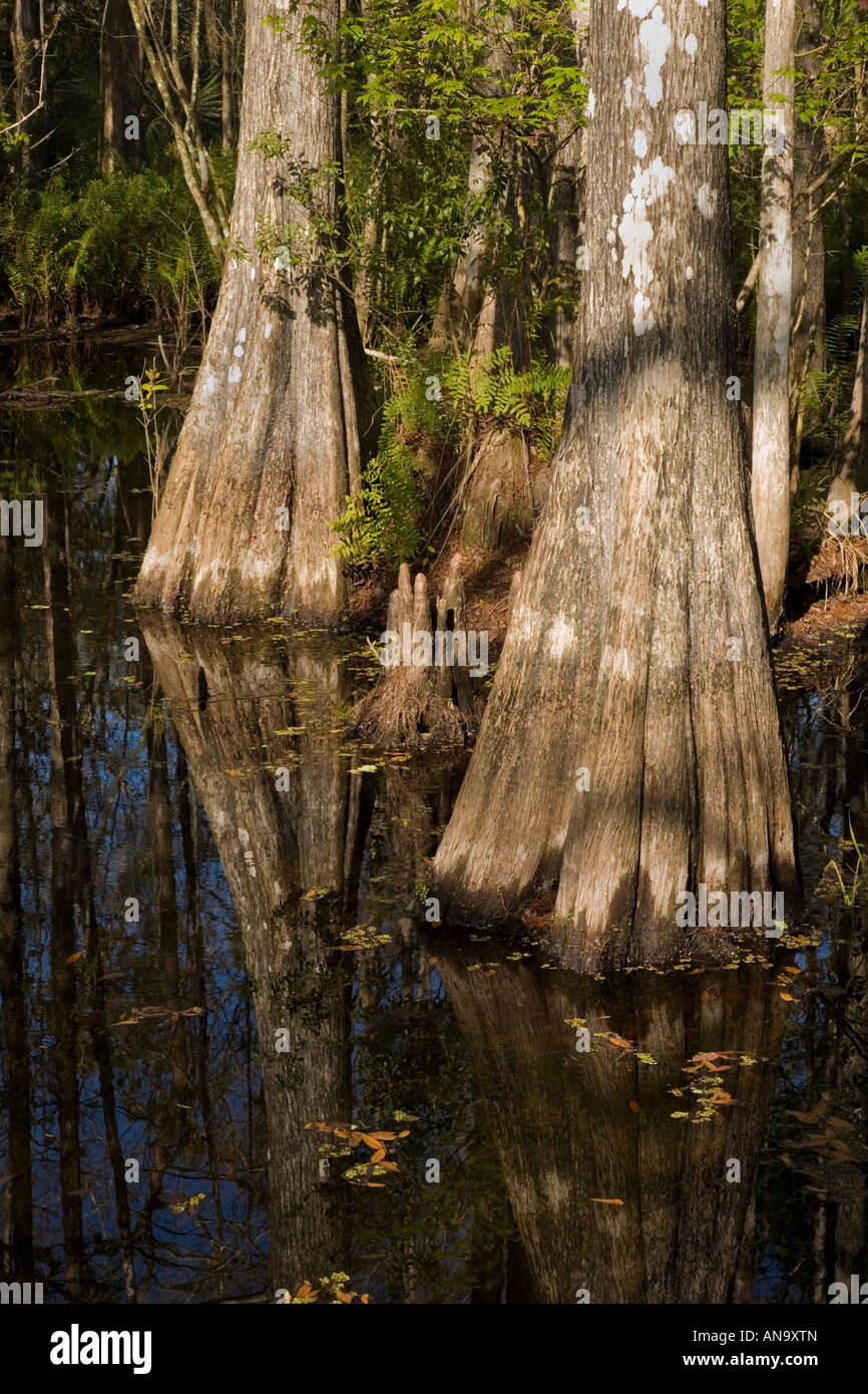 Sei Miglia Cypress Slough preservare in Lee County Fort Myers Florida Foto Stock