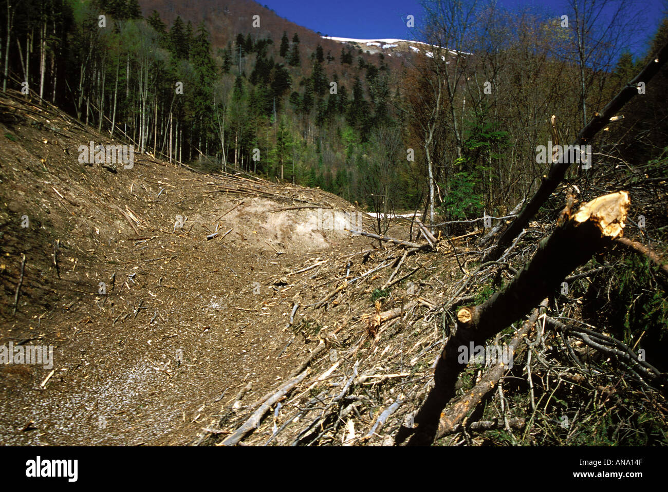 Percorso di valanghe in Velka Fatra Parco Nazionale Monti, Slovacchia Foto Stock