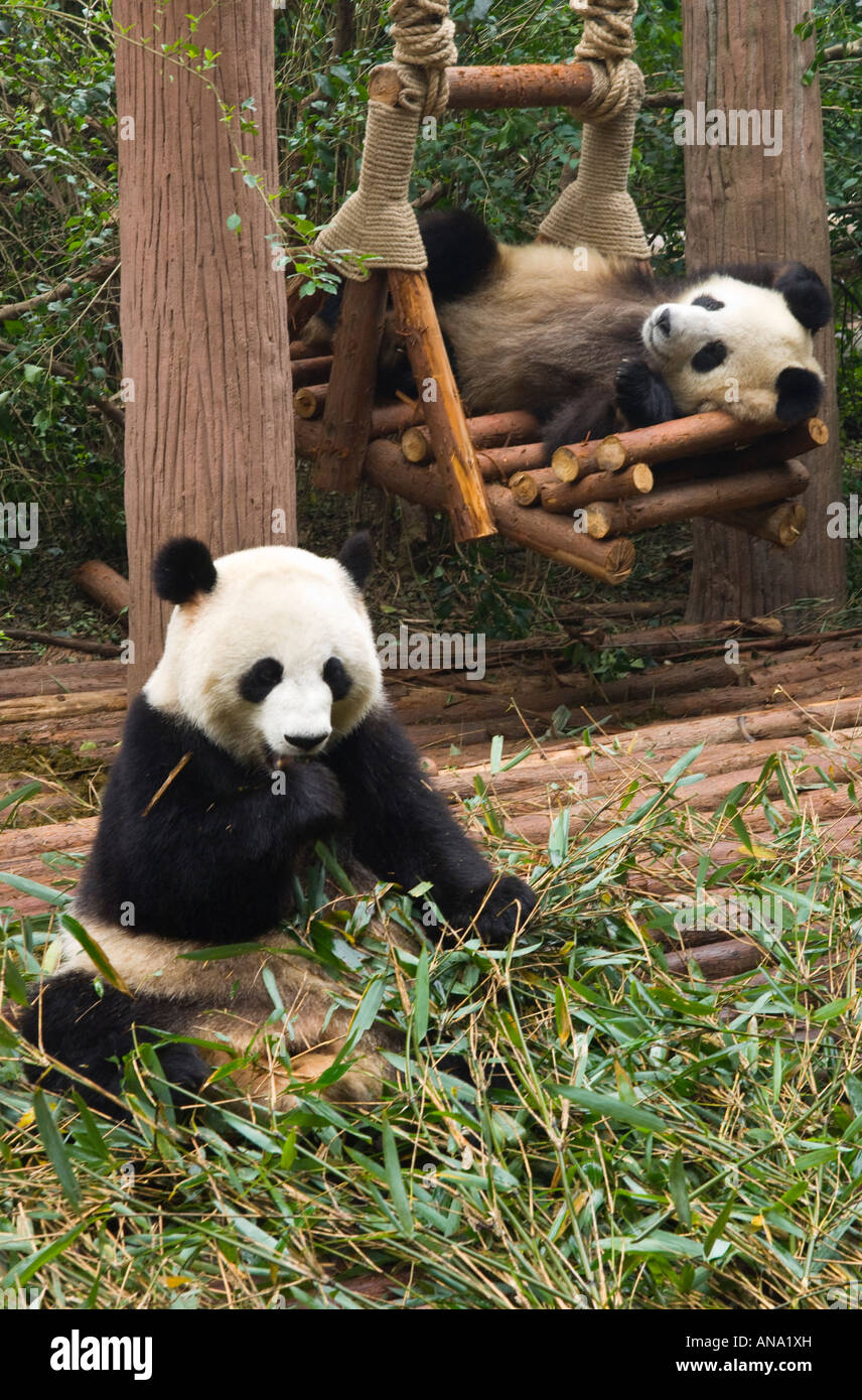 Cina Sichuan Chengdu Panda Gigante allevamento base di ricerca Foto Stock