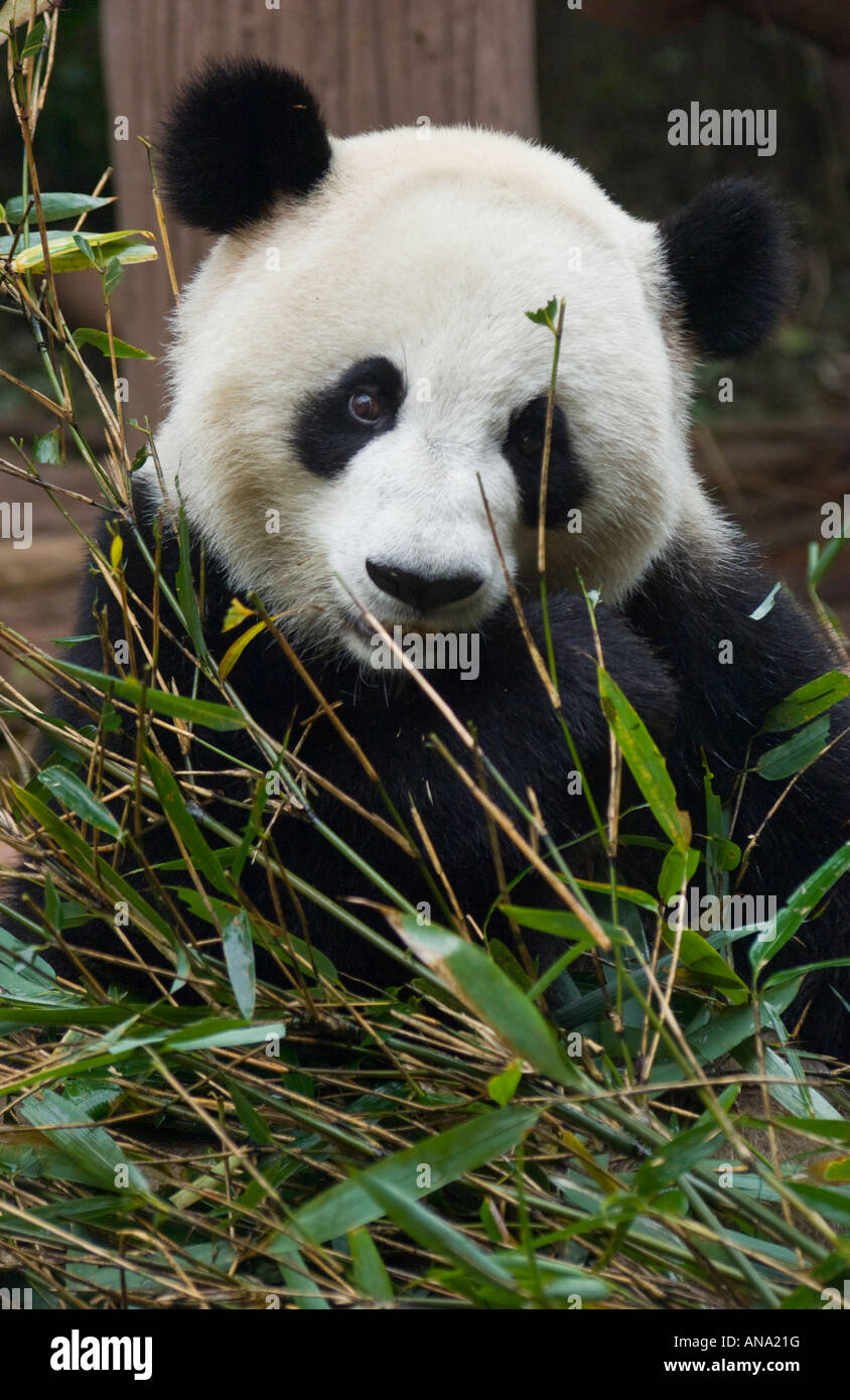 Cina Sichuan Chengdu Panda Gigante allevamento base di ricerca Foto Stock