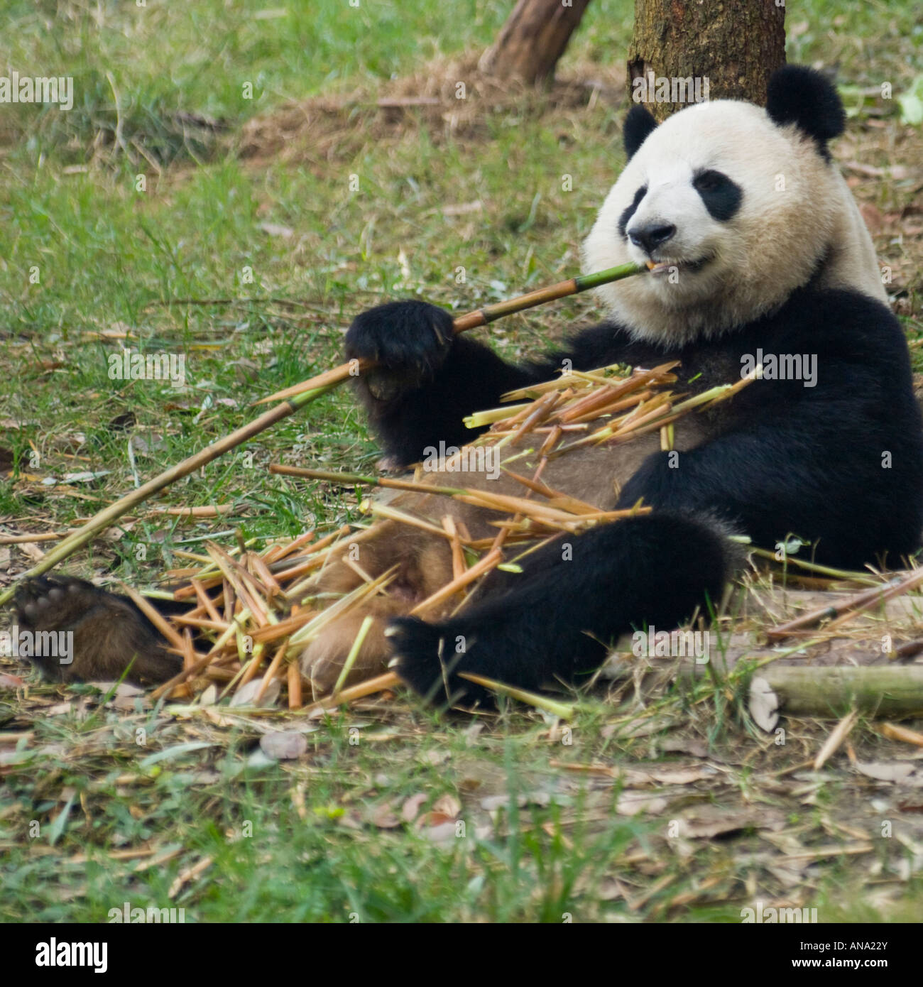 Cina Sichuan Chengdu Panda gigante di ricerca di allevamento Foto Stock