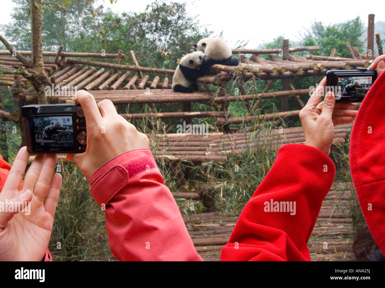 Cina Sichuan Chengdu Panda gigante di ricerca di allevamento Foto Stock