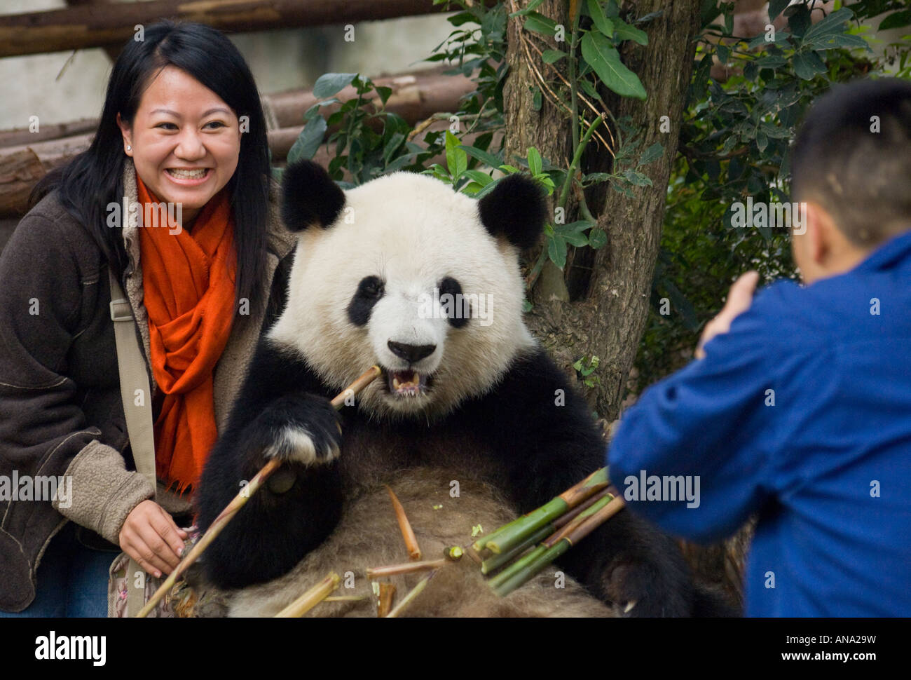 Cina Sichuan Chengdu Panda Gigante allevamento base di ricerca Foto Stock