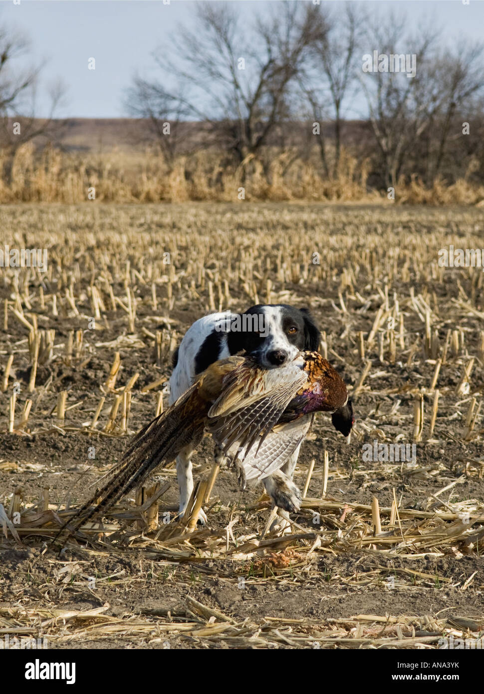Bretagna francese Fagiano di recupero attraverso il campo di stoppia mais Ringneck Ranch Kansas Foto Stock