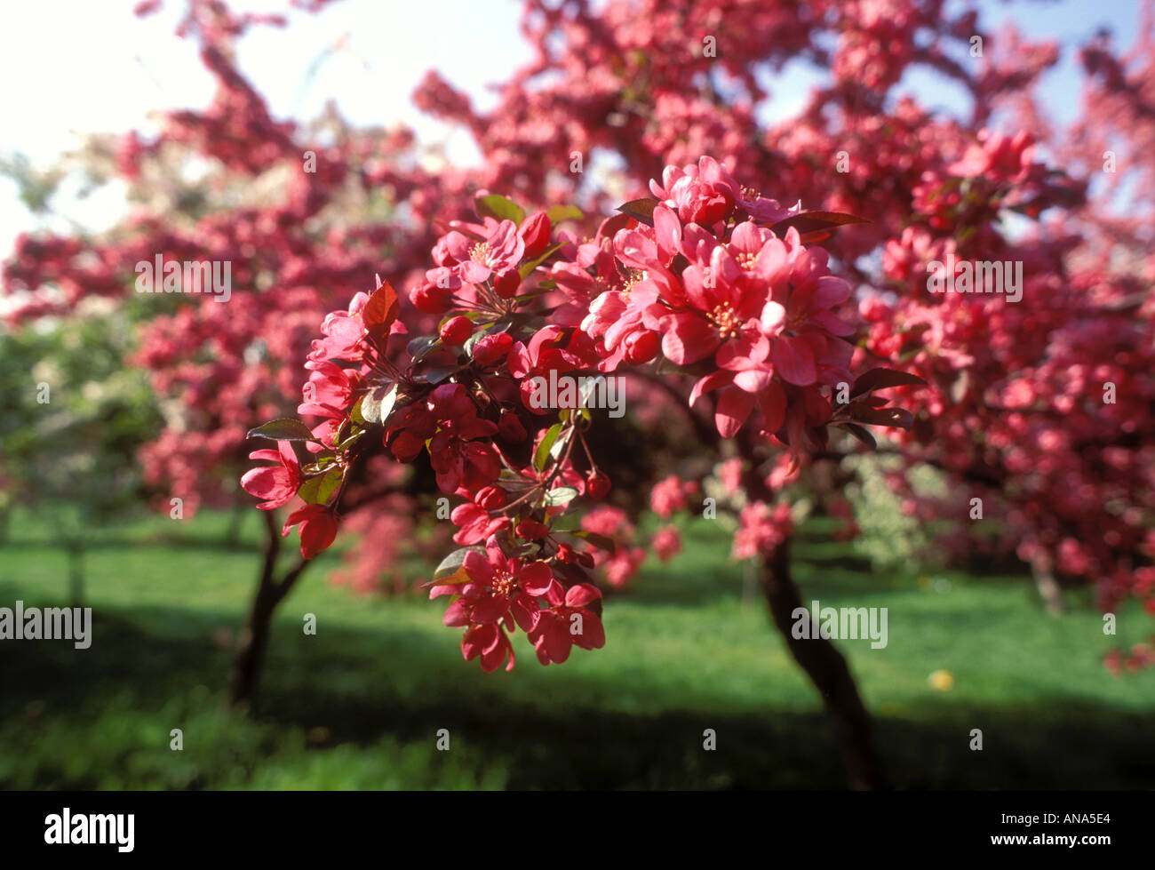 Molla di alberi di ciliegio in fiore Foto Stock