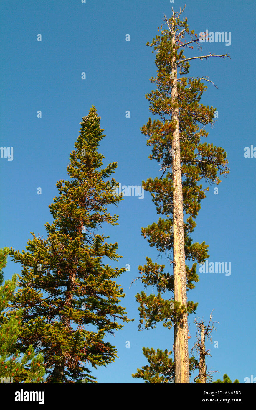 Due Pini in un cielo blu chiaro in Grand Teton National Park Wyoming USA Foto Stock