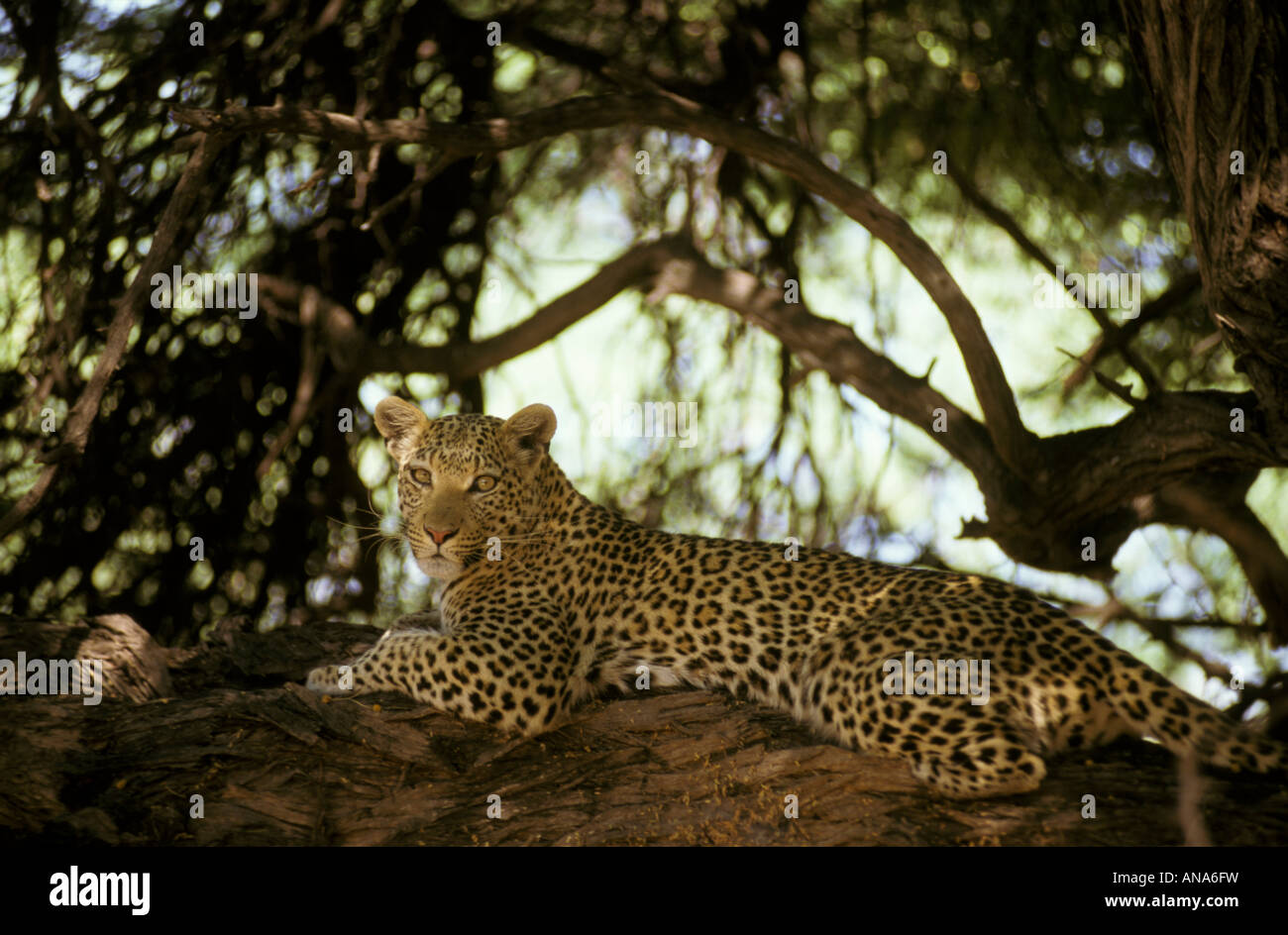 Un Leopard giacente in una struttura ad albero Foto Stock
