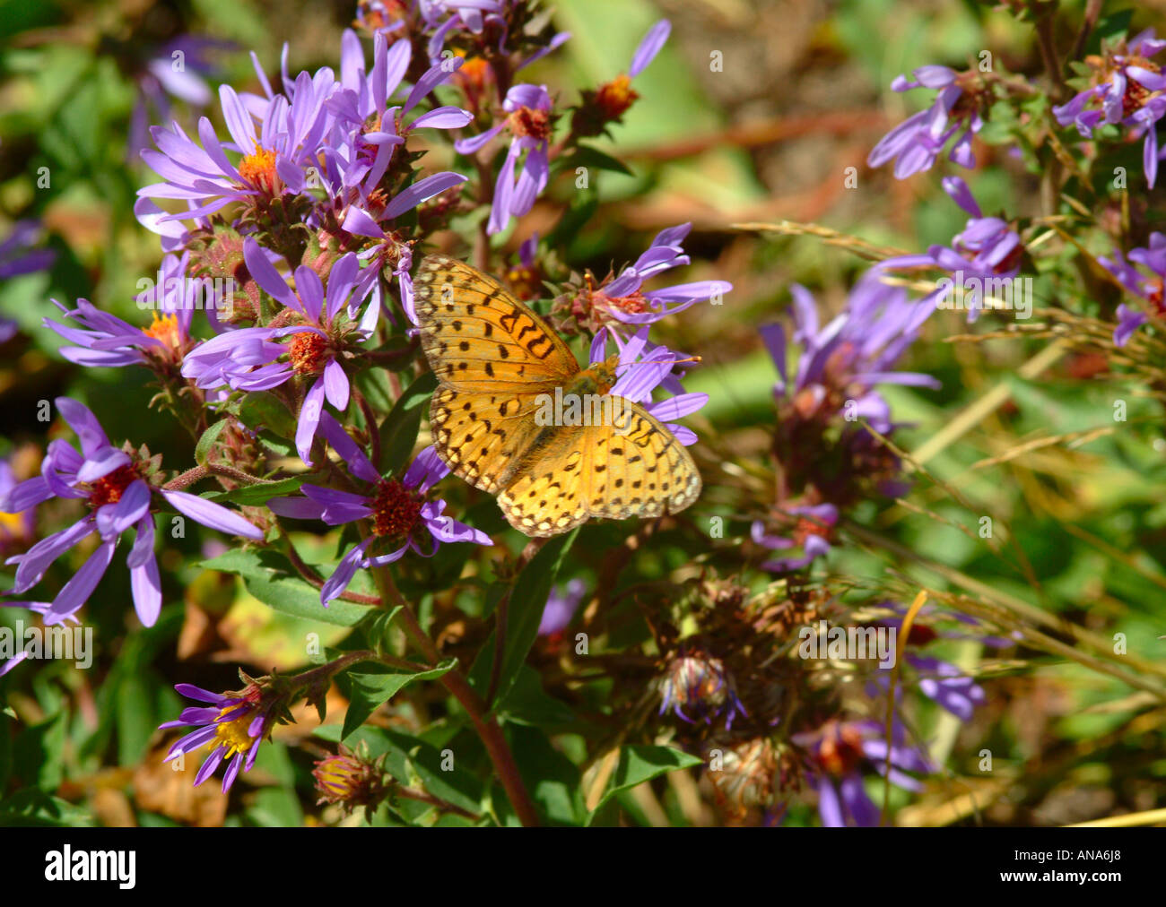 Fritillary Callippe farfalla sulla spessa Aster con gambo vicino a Virginia Cascade il Parco Nazionale di Yellowstone Wyoming USA Foto Stock