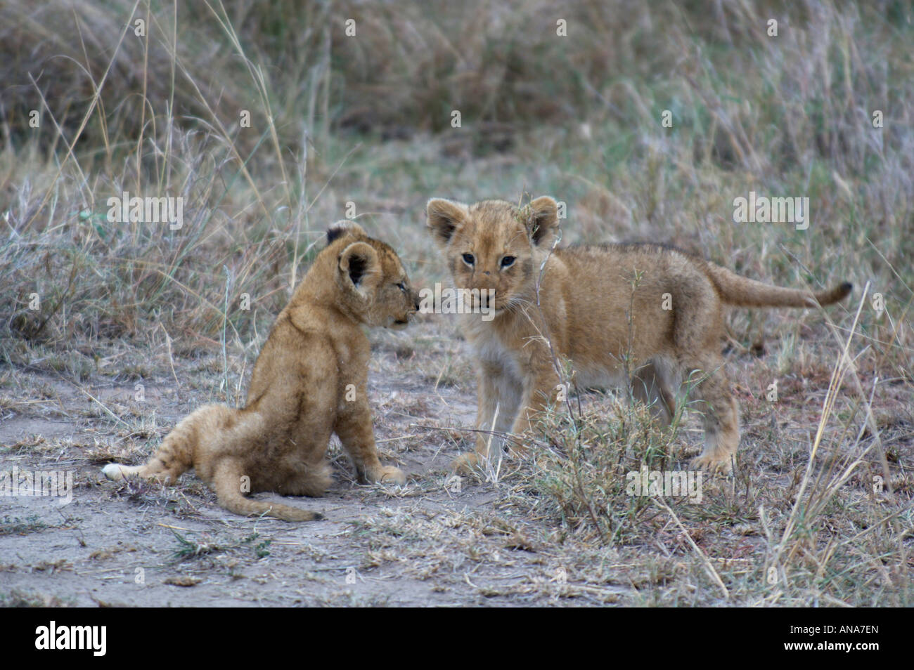 Due cuccioli di Lion su terreno aperto Foto Stock