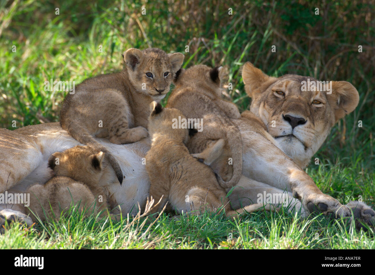 Leonessa sdraiato in ombra con i cuccioli clambering tutto il suo Foto Stock