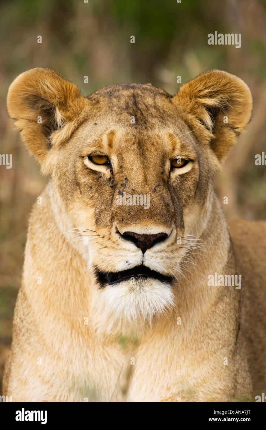 Leonessa (Panthera leo) ritratto di una femmina adulta Foto Stock