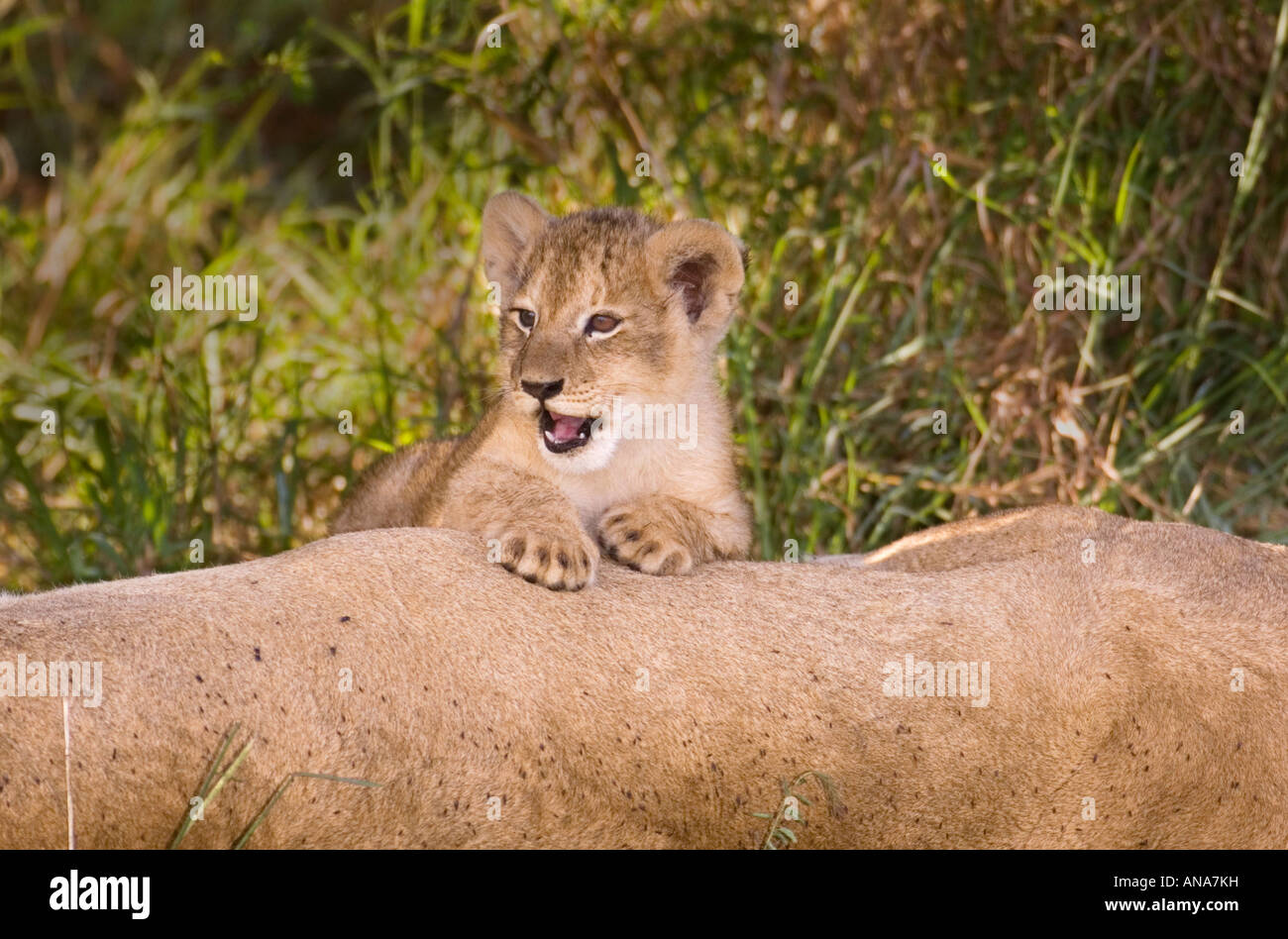 Lion cub e leonessa Foto Stock