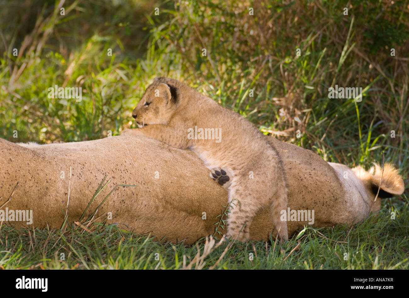 Lion cub clambering sulla sua madre mentre lei si trova in ombra Foto Stock