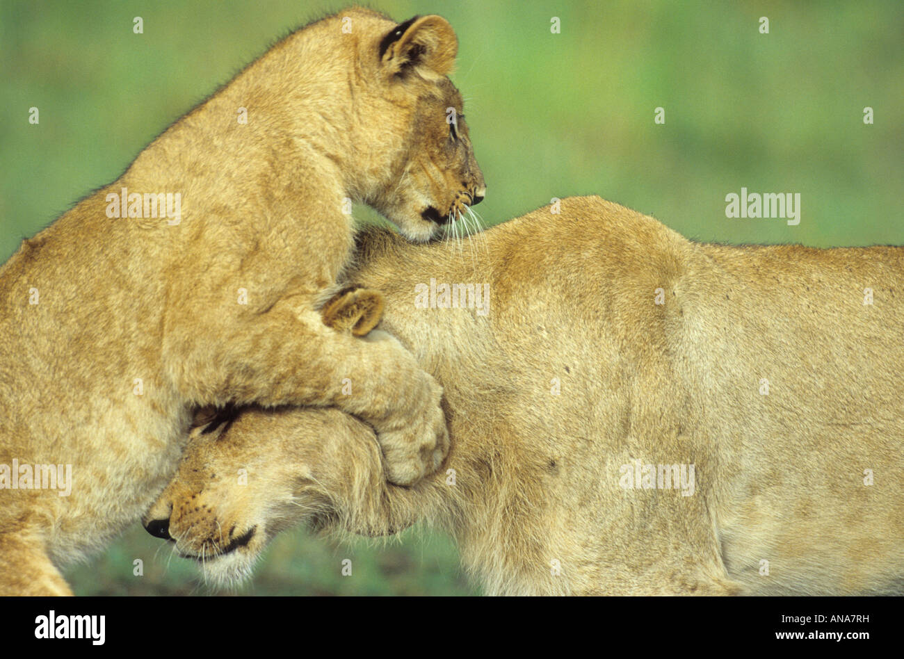 Lion sub maschio adulto e cub a giocare (Panthera leo) Foto Stock
