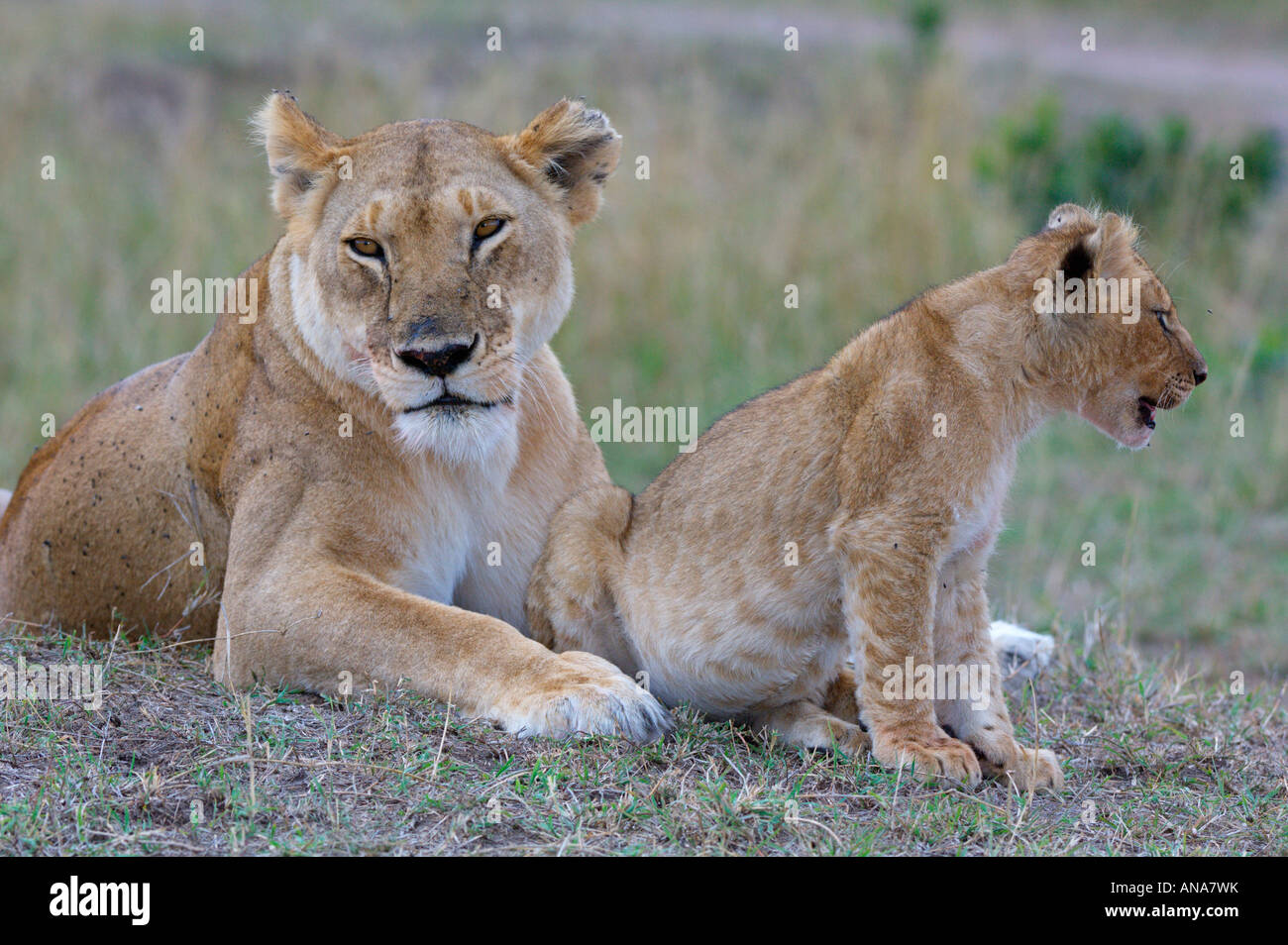 E LION CUB (Panthera leo) Foto Stock