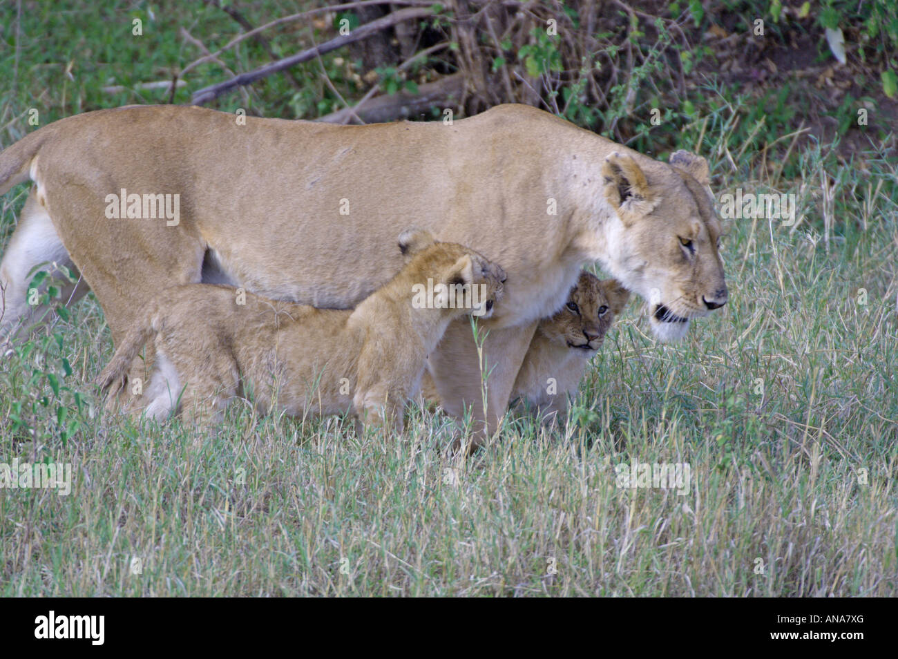 Leonessa e due cuccioli (Panthera Leo) a piedi a suo fianchi Foto Stock