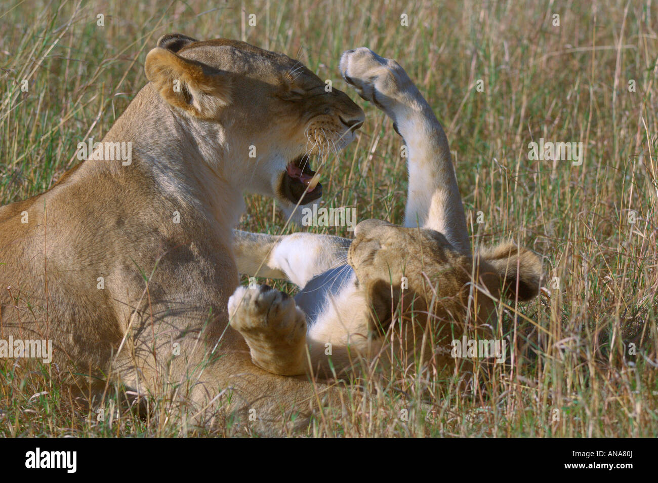 Lion cub e riproduzione (Panthera leo) Foto Stock