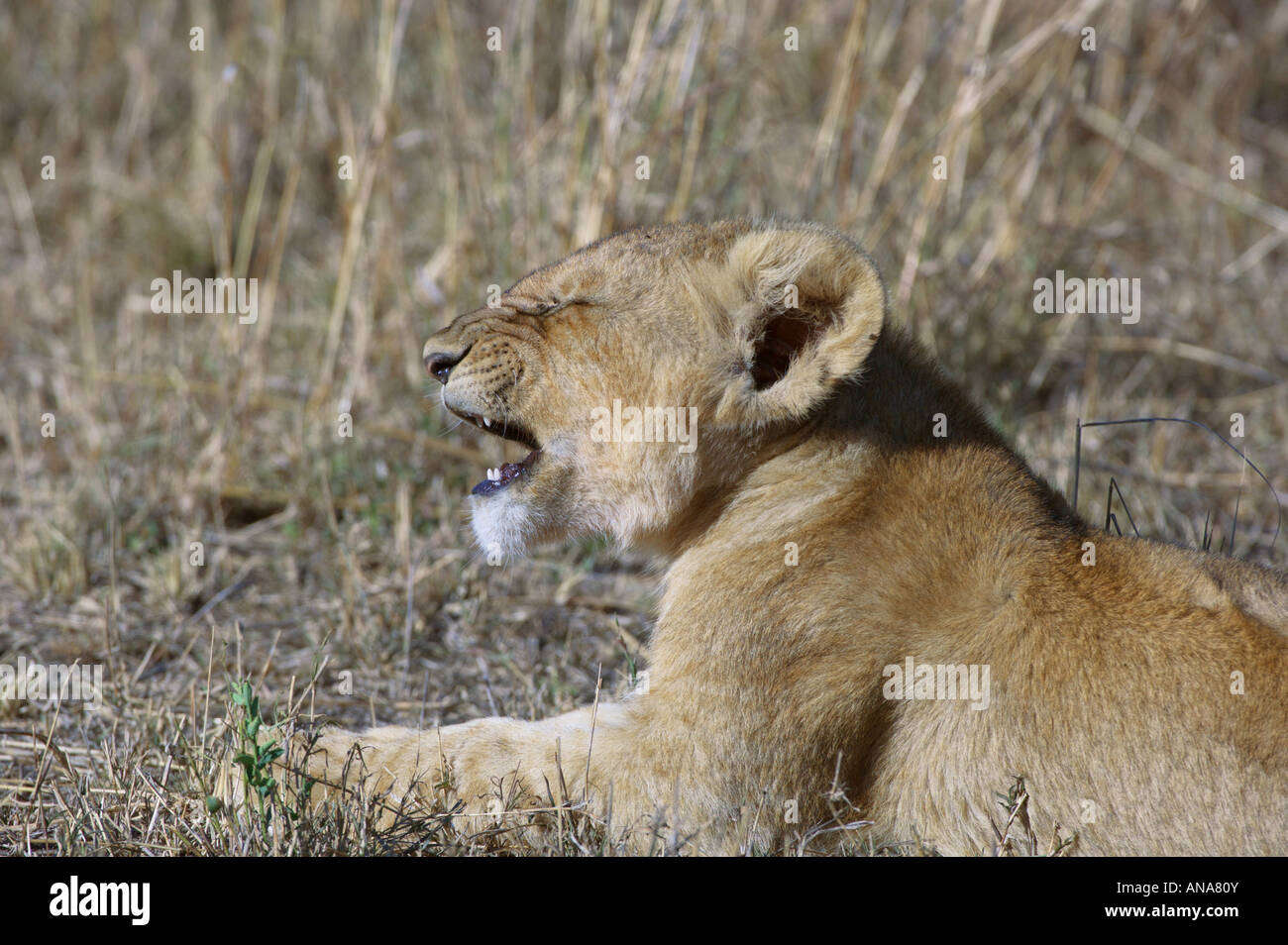 Lion (Panthera leo) cub starnuti Foto Stock