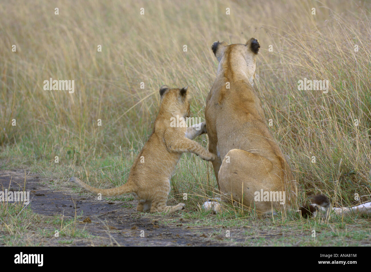 Con Lion cub (Panthera leo) in piedi sulle zampe posteriori appoggiandosi a sua madre per il supporto in modo che possa guardare oltre l'erba lunga Foto Stock
