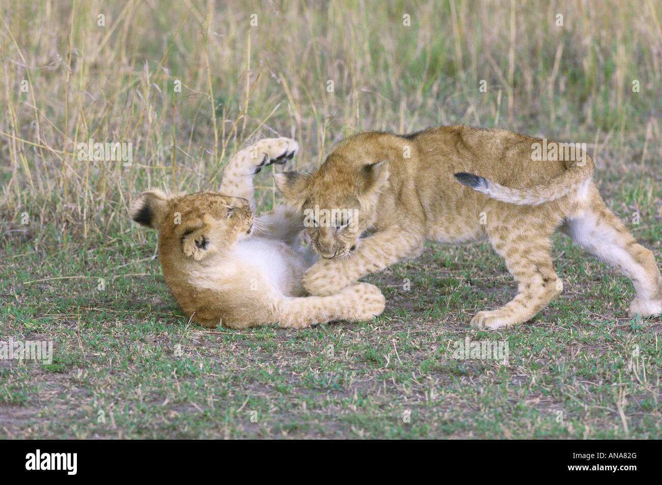 Due cuccioli di leone (Panthera leo) giocando Foto Stock