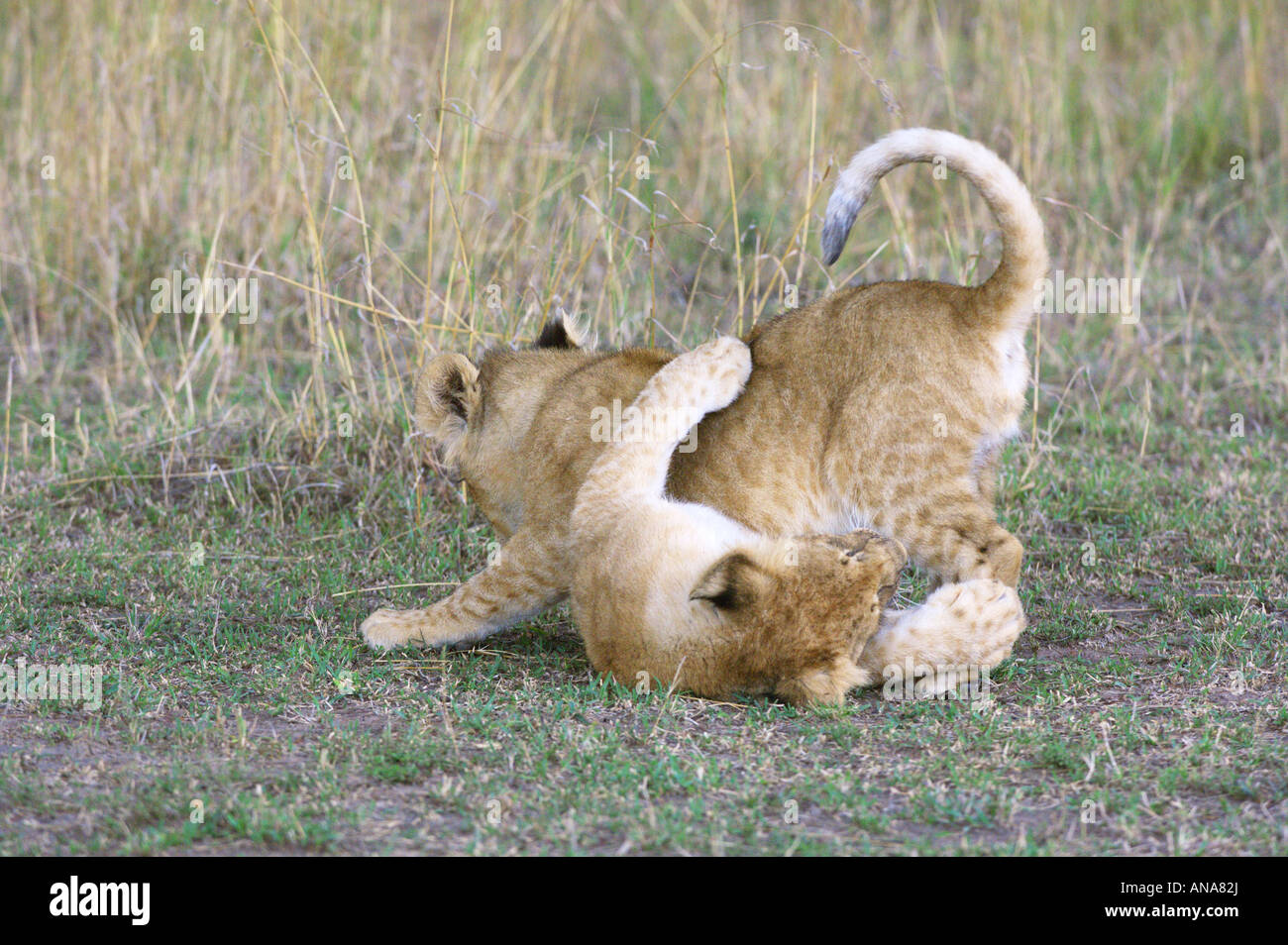 Due cuccioli di leone (Panthera leo) giocando Foto Stock