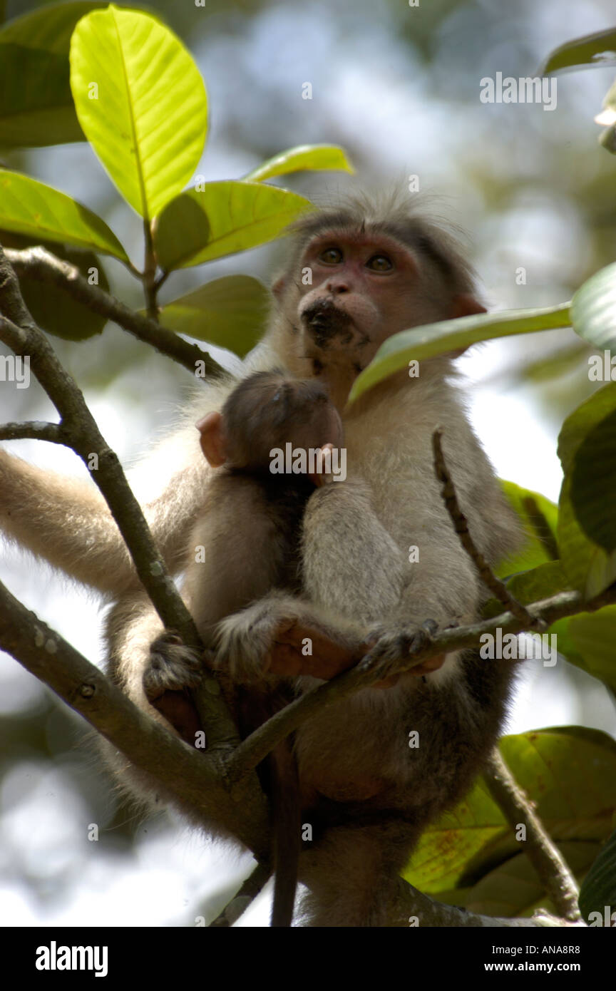 Cofano MACAQUE MACACA RADIATA, del Periyar riserva della tigre, THEKKADY Foto Stock