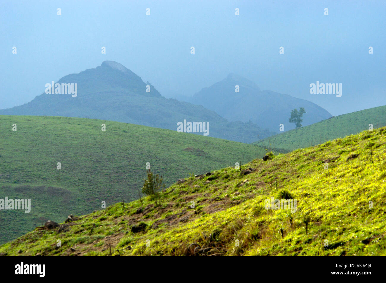 Aprire praterie di VAGAMON, IDUKKI DIST Foto Stock