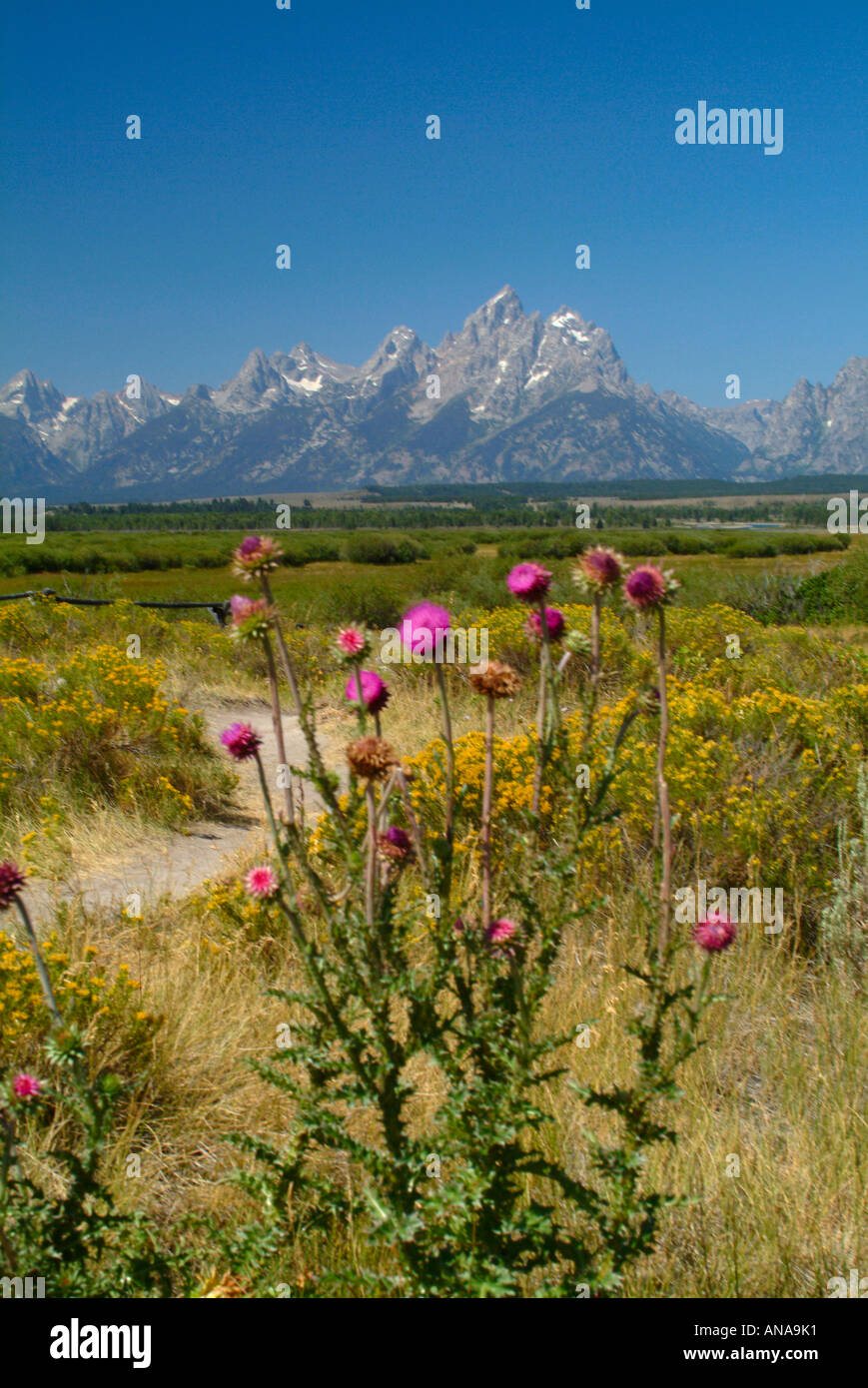 Wavyleaf Thistle e Groundsel arrowleaf in fiore nella prateria del Grand Teton National Park con Teton Mountain Range Foto Stock