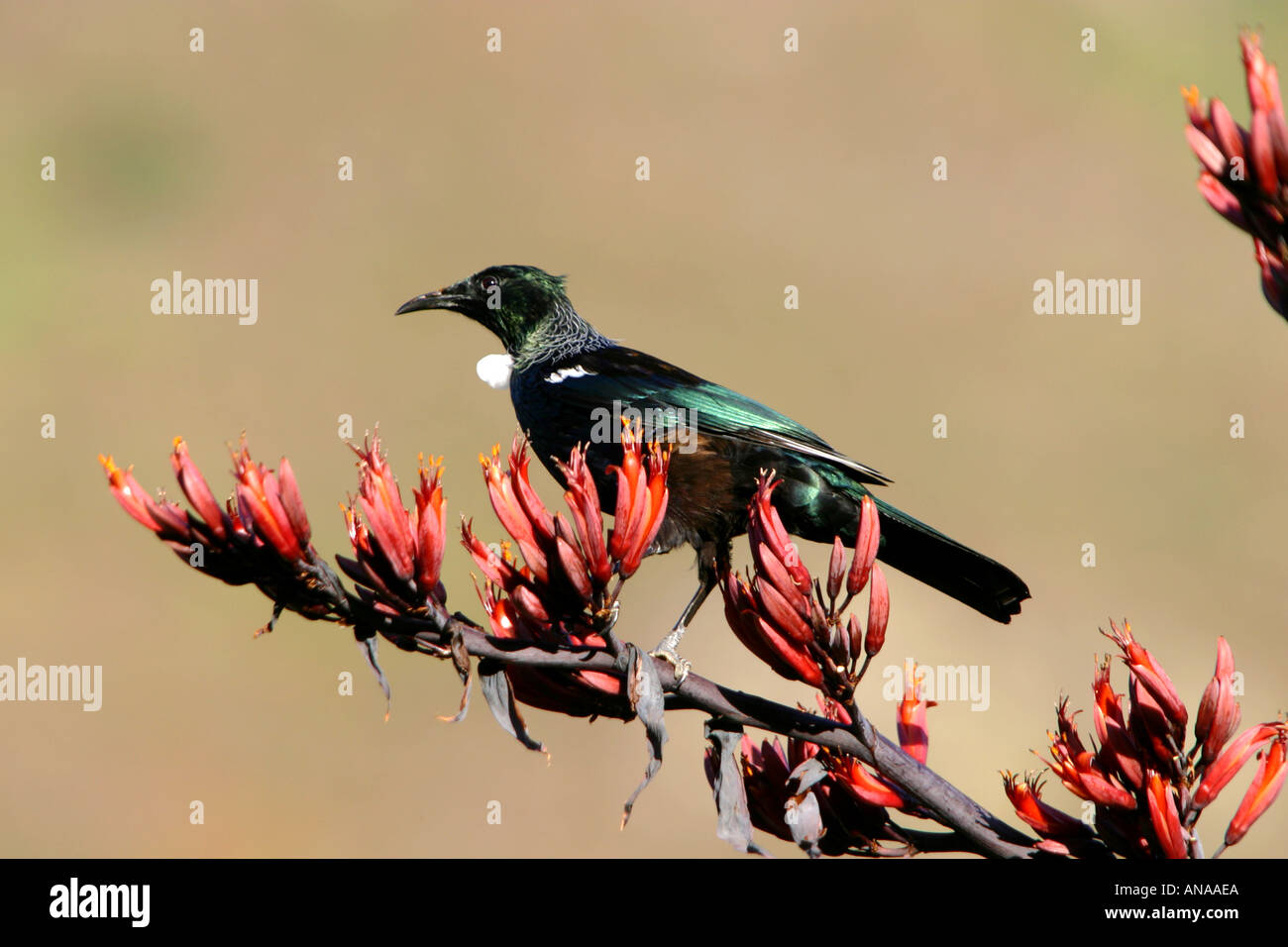 Tui una foresta uccello con un graticcio bianco gola sulla fioritura di lino in Nuova Zelanda Foto Stock