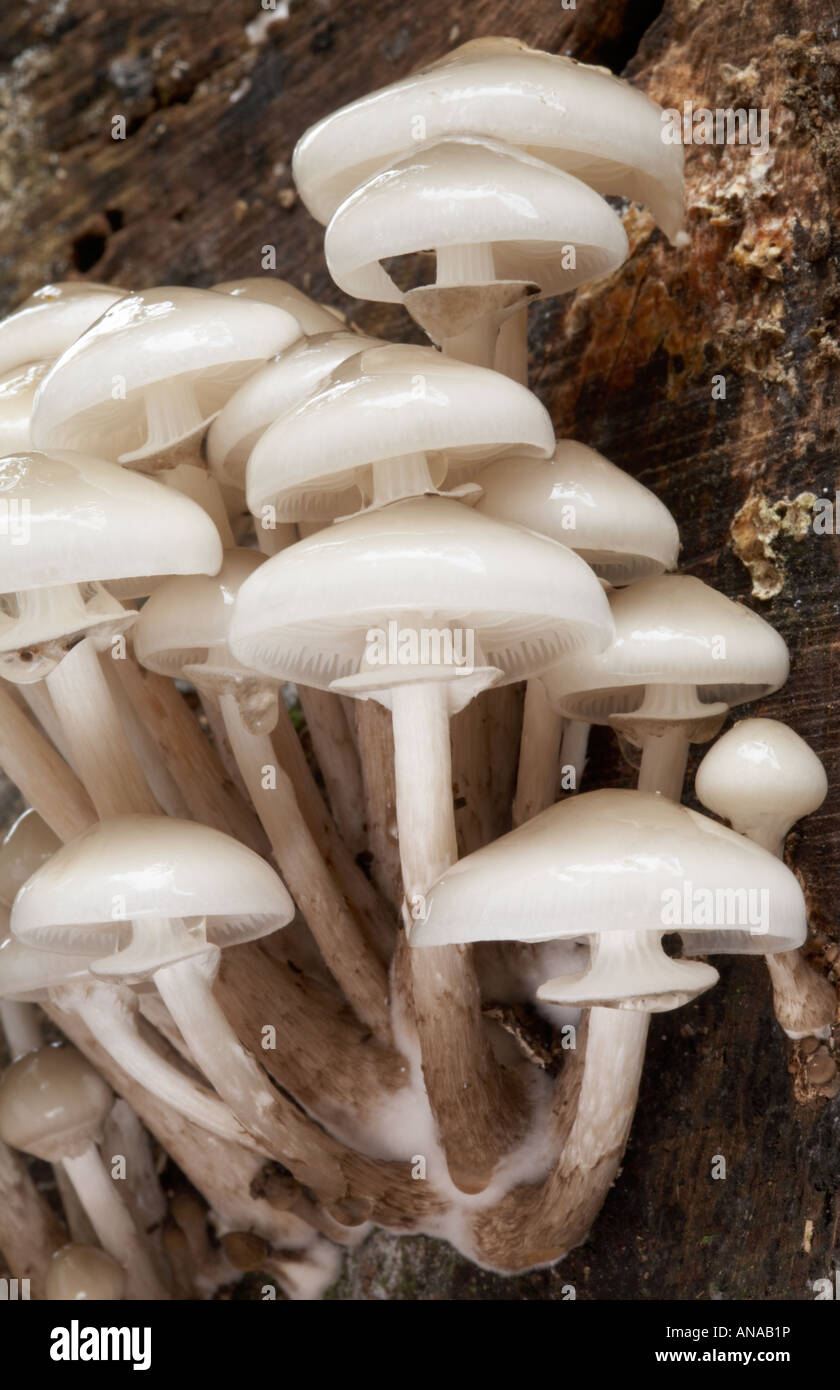Funghi trovati nel bosco vicino a Dorchester cittadina nella contea di Dorset England Regno Unito Foto Stock