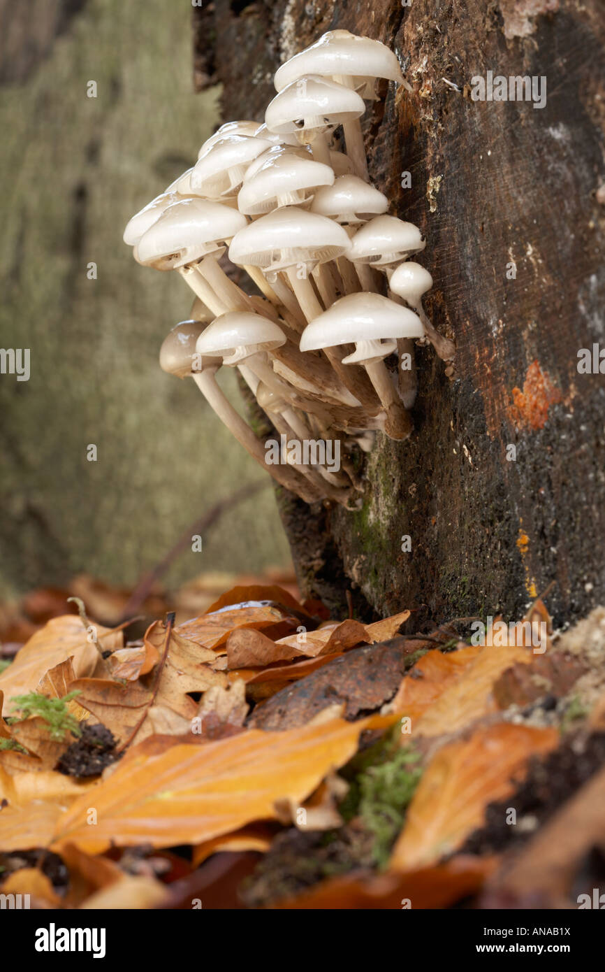 Fungo di porcellana Oudemansiella mucida trovato crescente nel bosco vicino a Dorchester città, contea di Dorset, England, Regno Unito Foto Stock