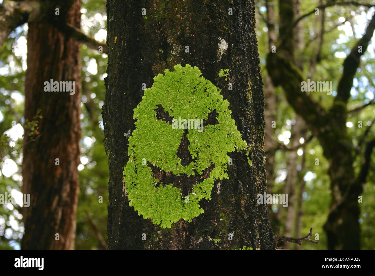 Ridendo lichen faccia su un faggio tronco di albero con il nero di fuliggine fungo dello stampo sul Lago Rotoiti Isola del Sud della Nuova Zelanda Foto Stock