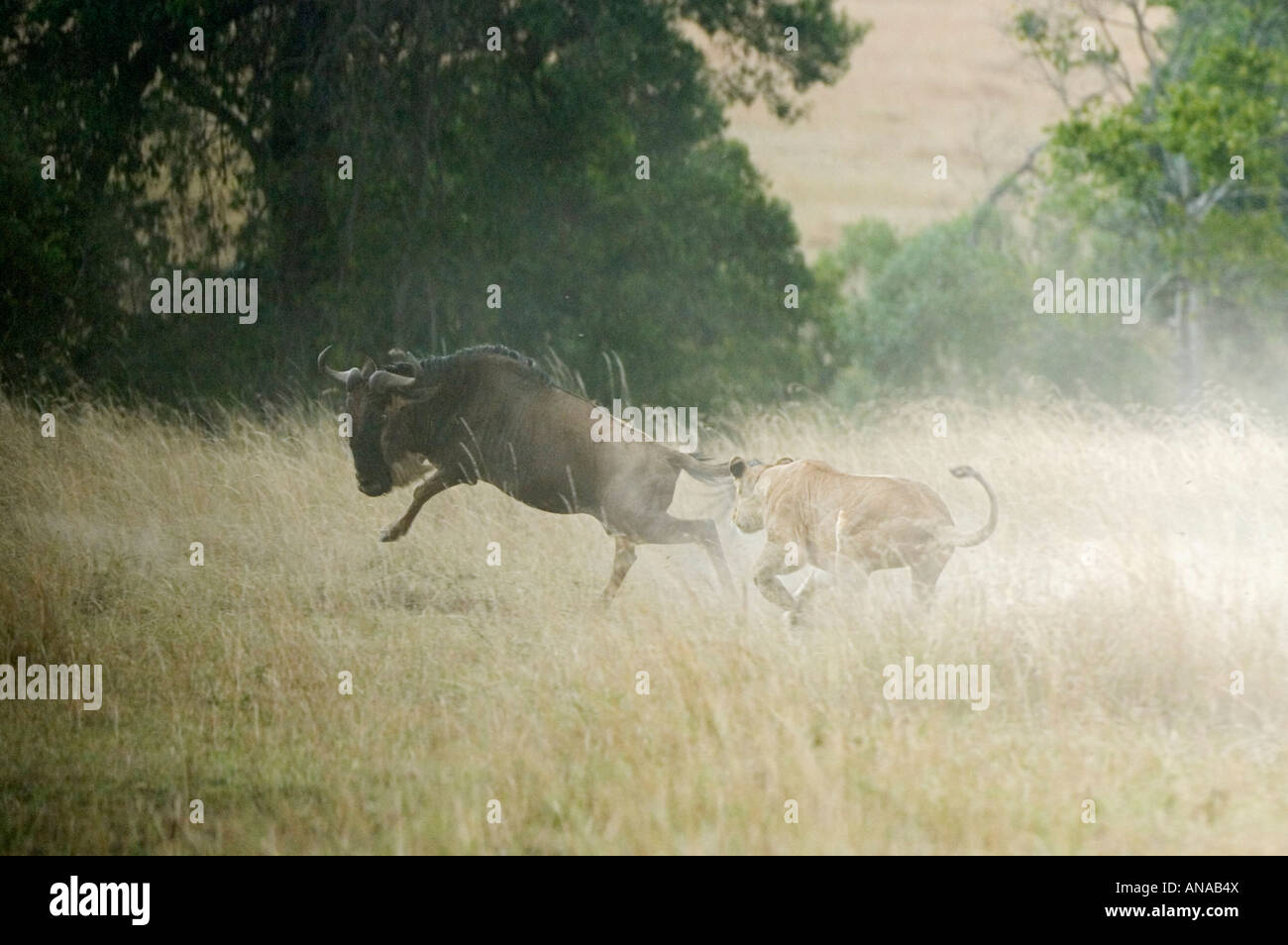 Leonessa a caccia di GNU Foto Stock