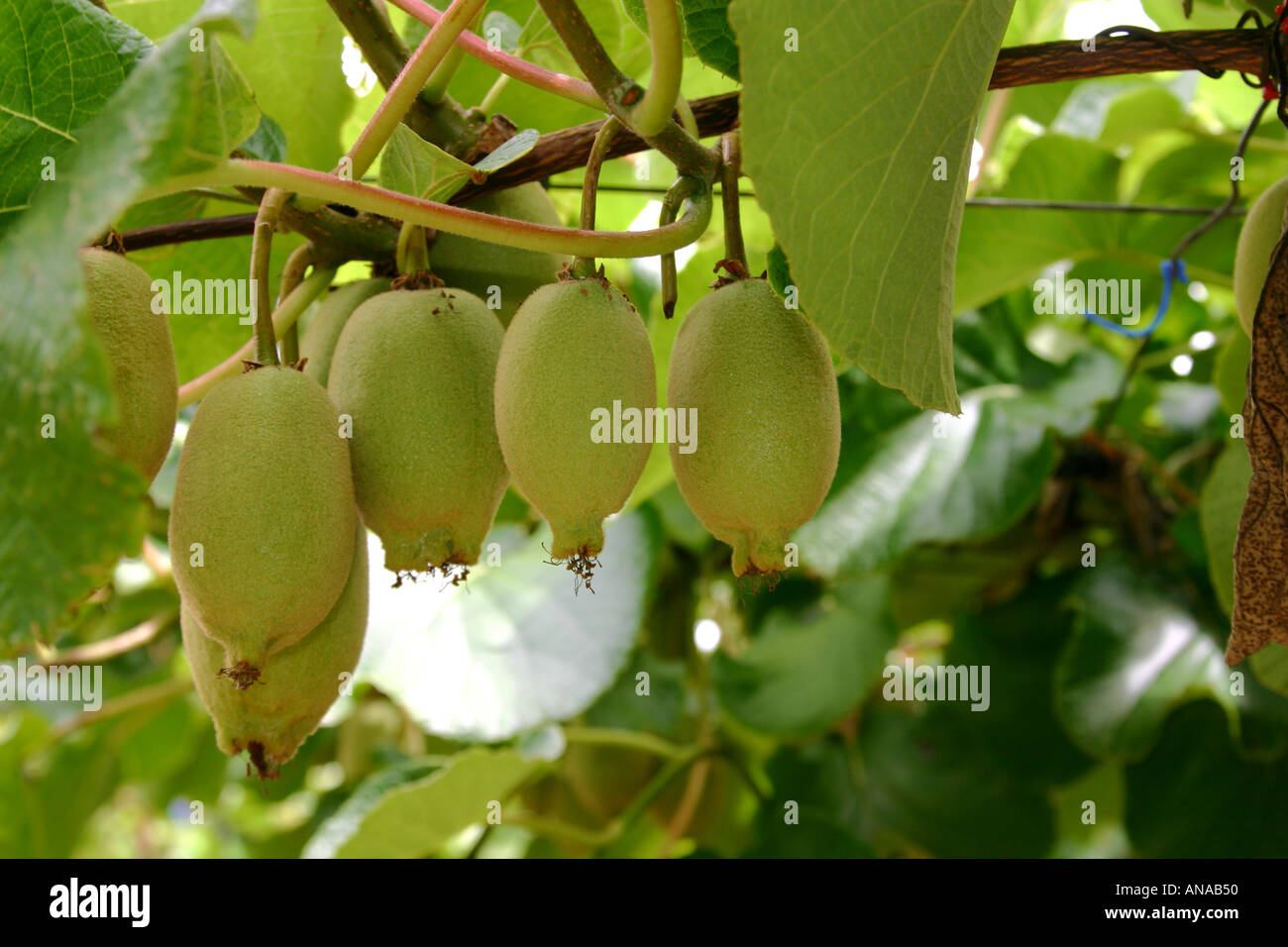 Il marrone verdastro hairy kiwi simbolo della Nuova Zelanda Foto Stock