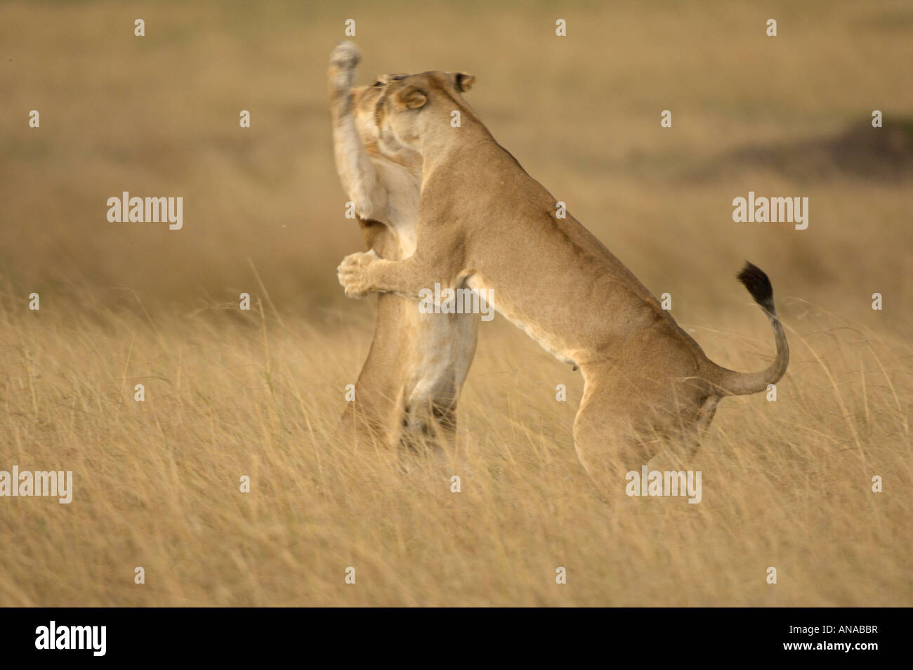 Lion cubs a giocare (Panthera leo) Foto Stock