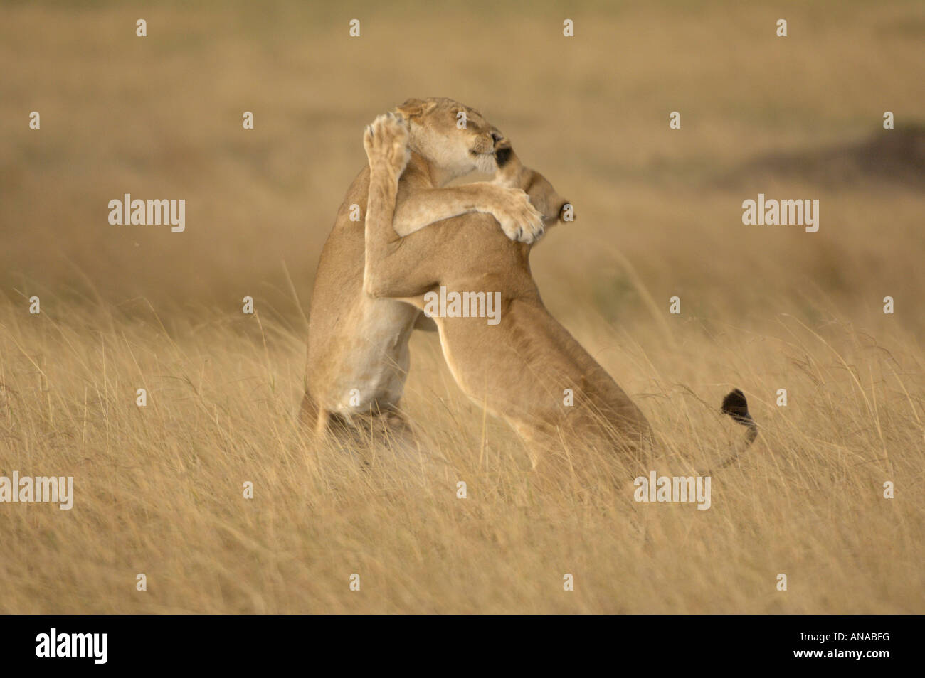 Lion cubs a giocare (Panthera leo) Foto Stock