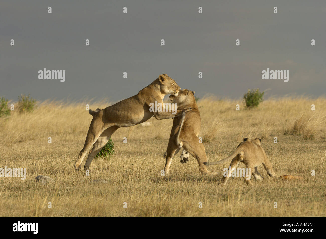 Lion cubs a giocare (Panthera leo) Foto Stock