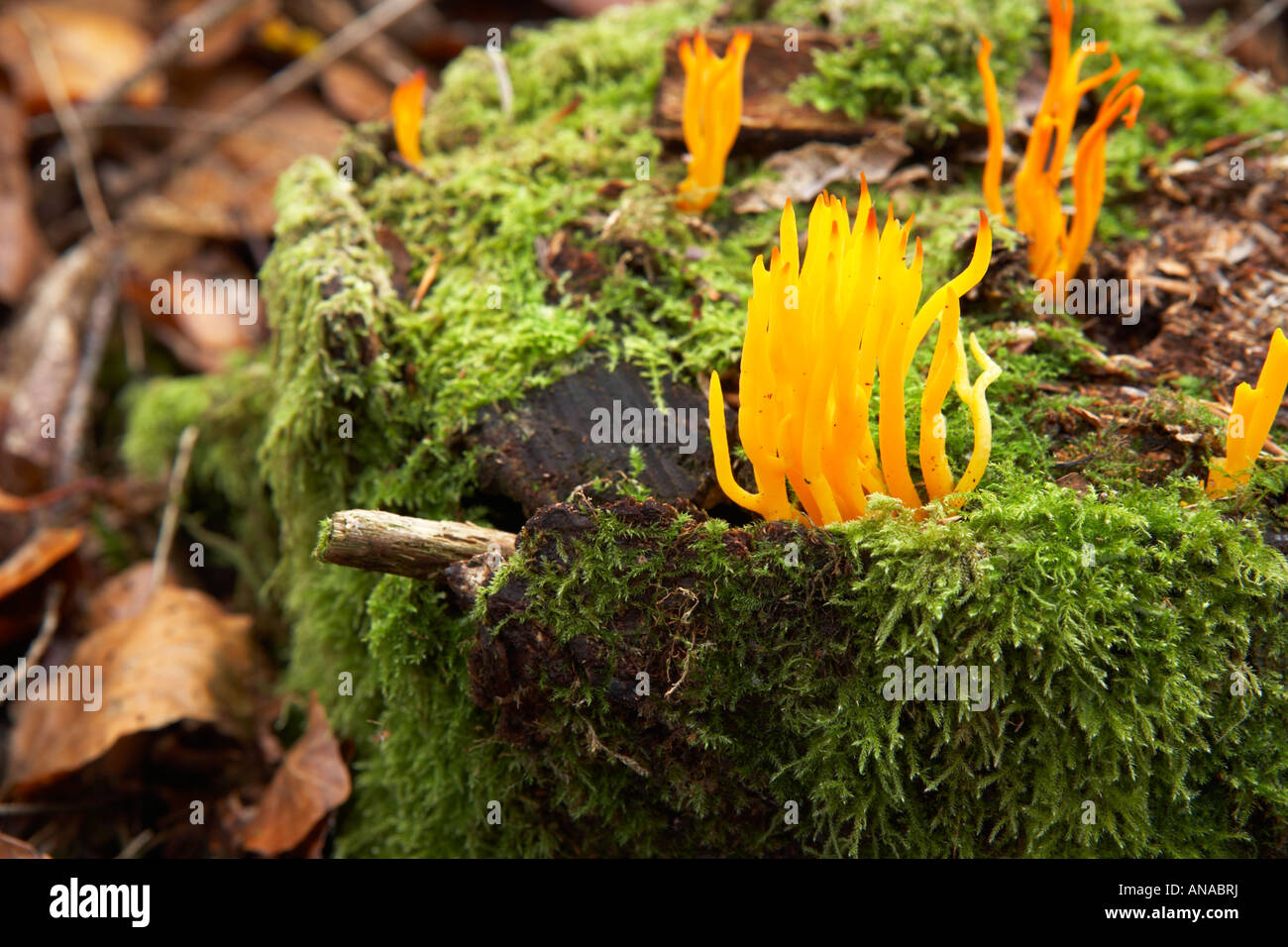 Giallo Staghorn Calocera viscosa funghi che crescono in New Forest, Hampshire county, England, Regno Unito Foto Stock