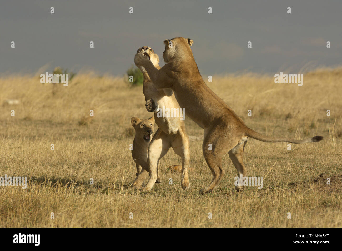 Lion cubs a giocare (Panthera leo) Foto Stock