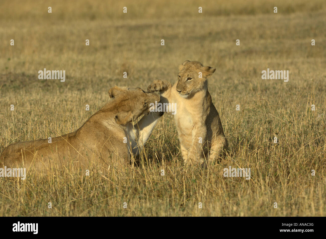 Lion cub teasing un subadult (Panthera leo) Foto Stock