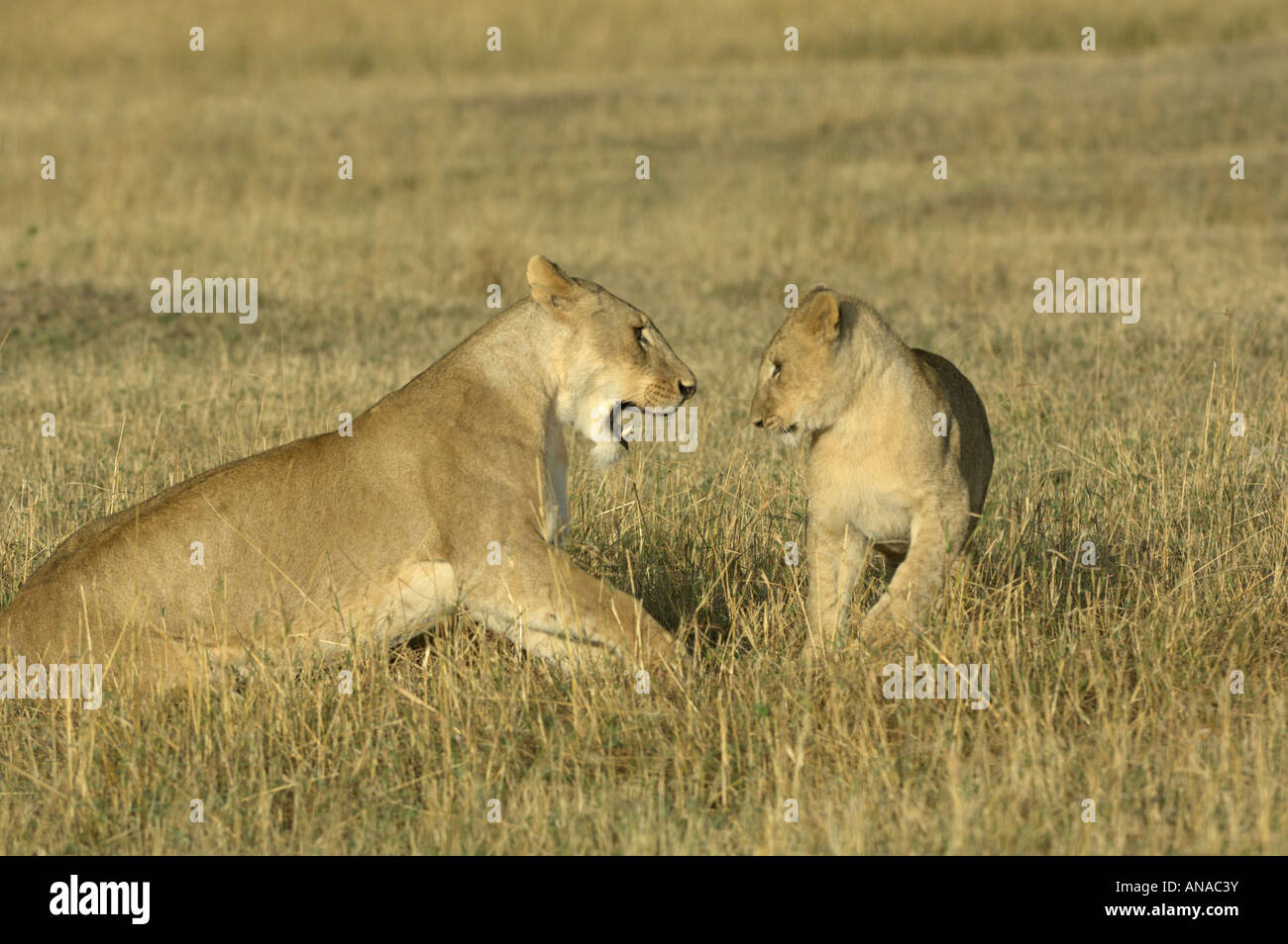 Lion cub a giocare con un subadult (Panthera leo) Foto Stock