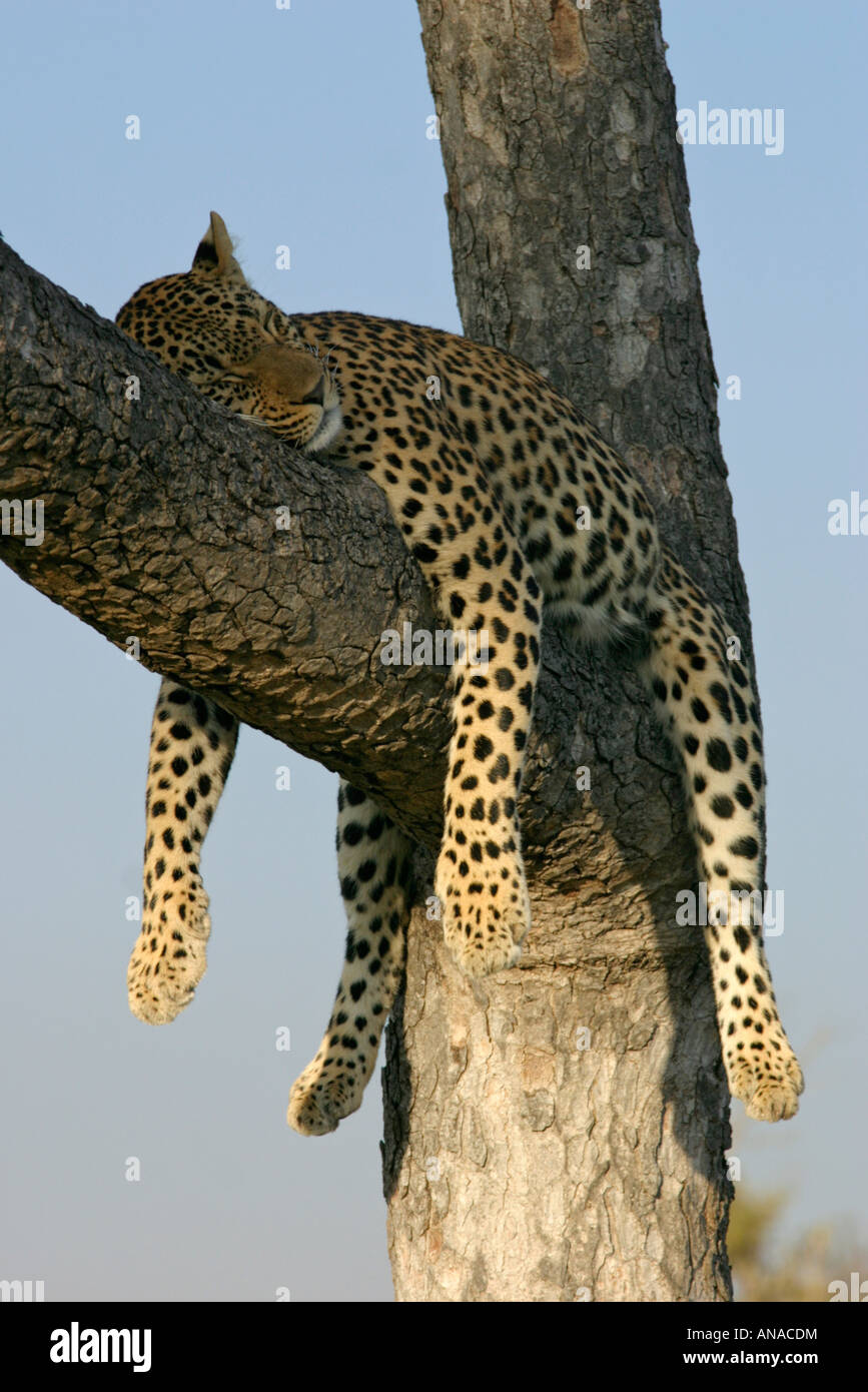 Leopard addormentato veloce su un ramo con le sue gambe penzolanti verso il basso Foto Stock