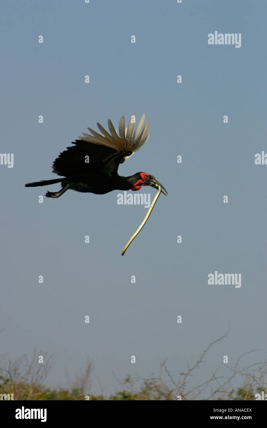 Ground-Hornbill meridionale in volo portando un serpente nel suo becco Foto Stock