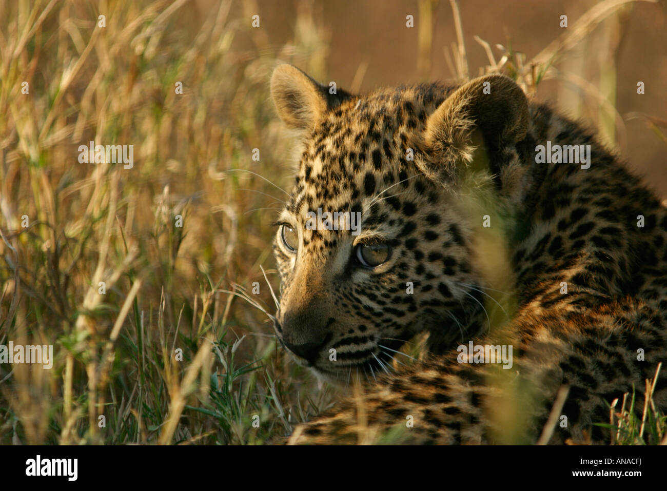 Ritratto di un giovane leopard guardando sopra la sua spalla Foto Stock