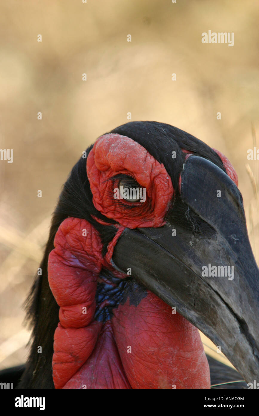 Close-up ritratto di una terra meridionale Hornbill Foto Stock
