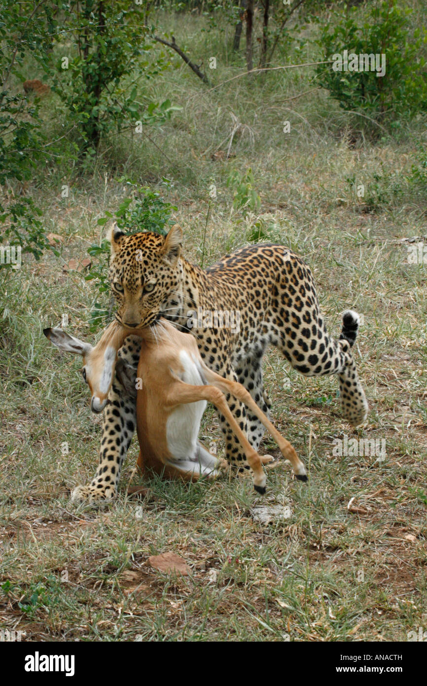 Leopard che trasporta un impala uccidere dal collo Foto Stock